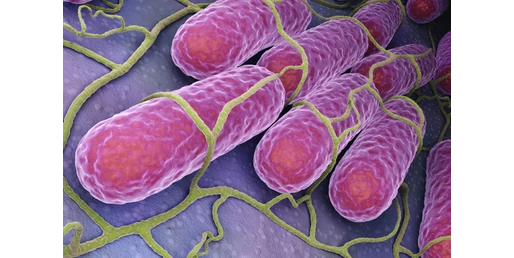 Bélbaktériumokkal az egészséges ízületekért