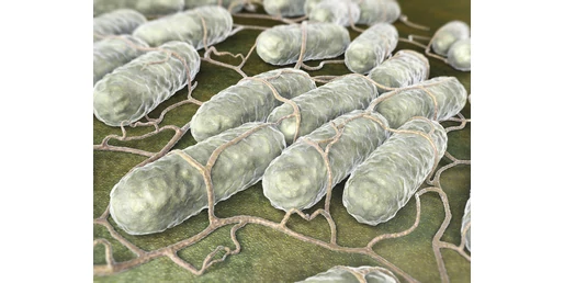 Rossz baktériumok - Miért van rájuk szükség?