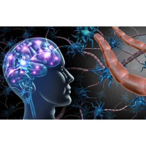 Az elme–bél kapcsolat: miért beszélget a hasad az agyaddal?