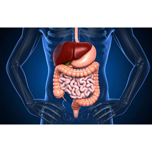 Mit üzen a bélrendszered? 