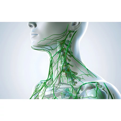 A láthatatlan pajzs: Az immunrendszer és a bélflóra szövetsége a tél végén