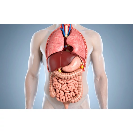 A bél–máj tengely turbója. Hogyan segítenek a prebiotikumok és probiotikumok a zsírmáj megelőzésében