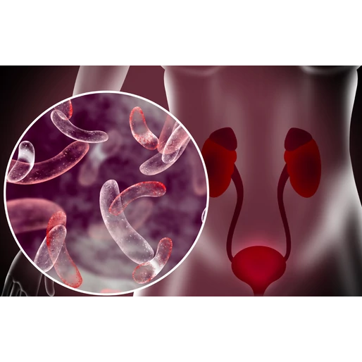 Egészséges bélflórával a hólyaghurut ellen