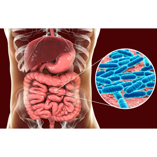 Veszélyben az egészség - Az egészségtelen bélflóra 8 jele