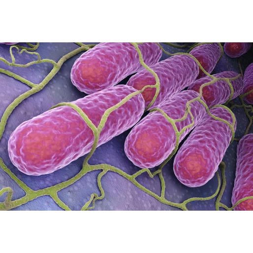 Bélbaktériumokkal az egészséges ízületekért