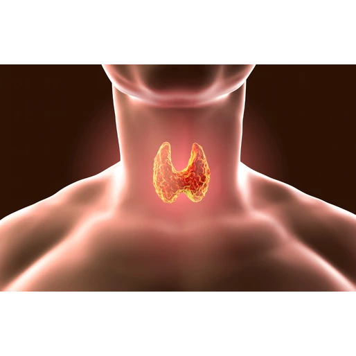 A pajzsmirigy-betegségek, a gyulladás és a bélflóra közötti kapcsolat