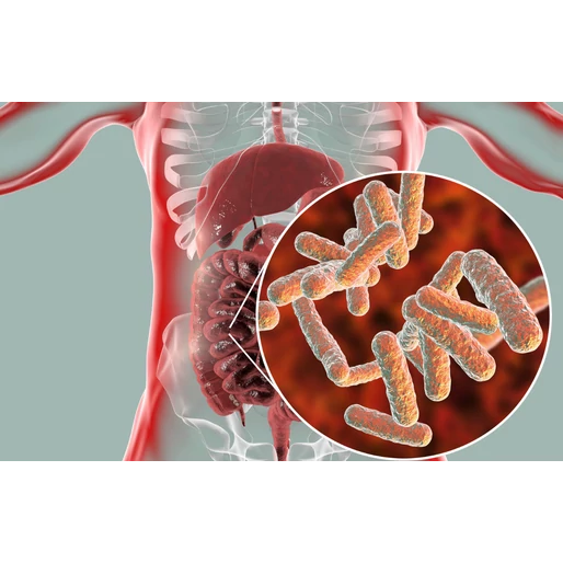Tény kontra fikció: 11 bélegészségügyi mítosz megdöntve
