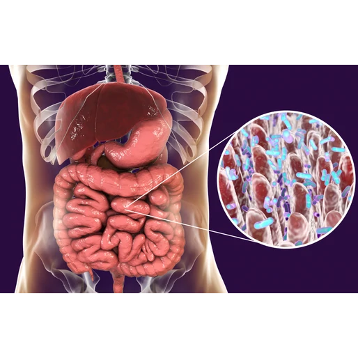 14 tipp a bélflóra helyreállításához 